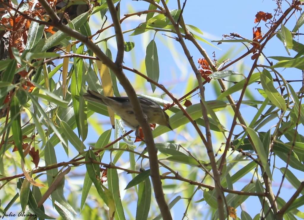 Setophaga sp. - ML616019591