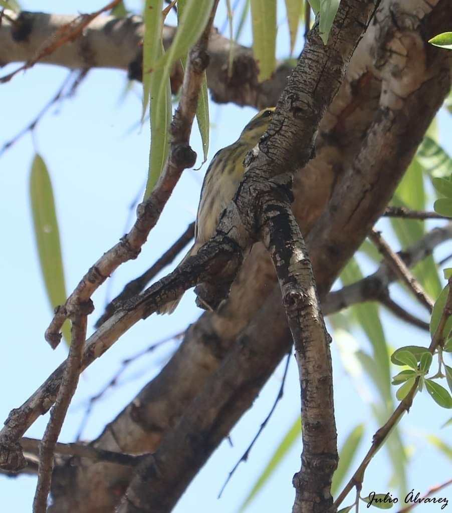 Reinita sp. (Setophaga sp.) - ML616019593