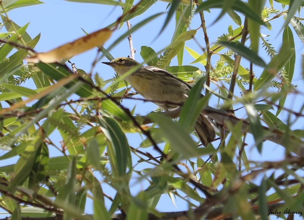 Setophaga sp. - ML616019595