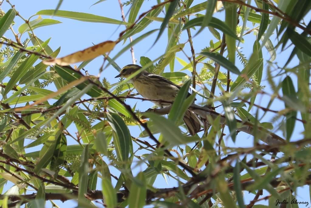 Reinita sp. (Setophaga sp.) - ML616019596