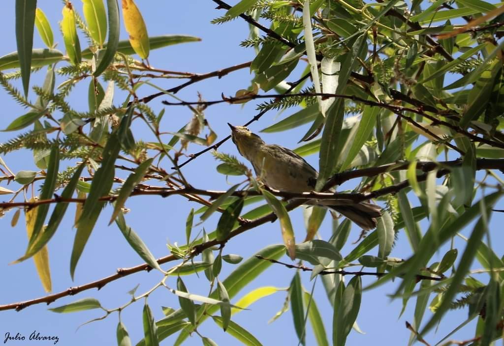 Reinita sp. (Setophaga sp.) - ML616019599