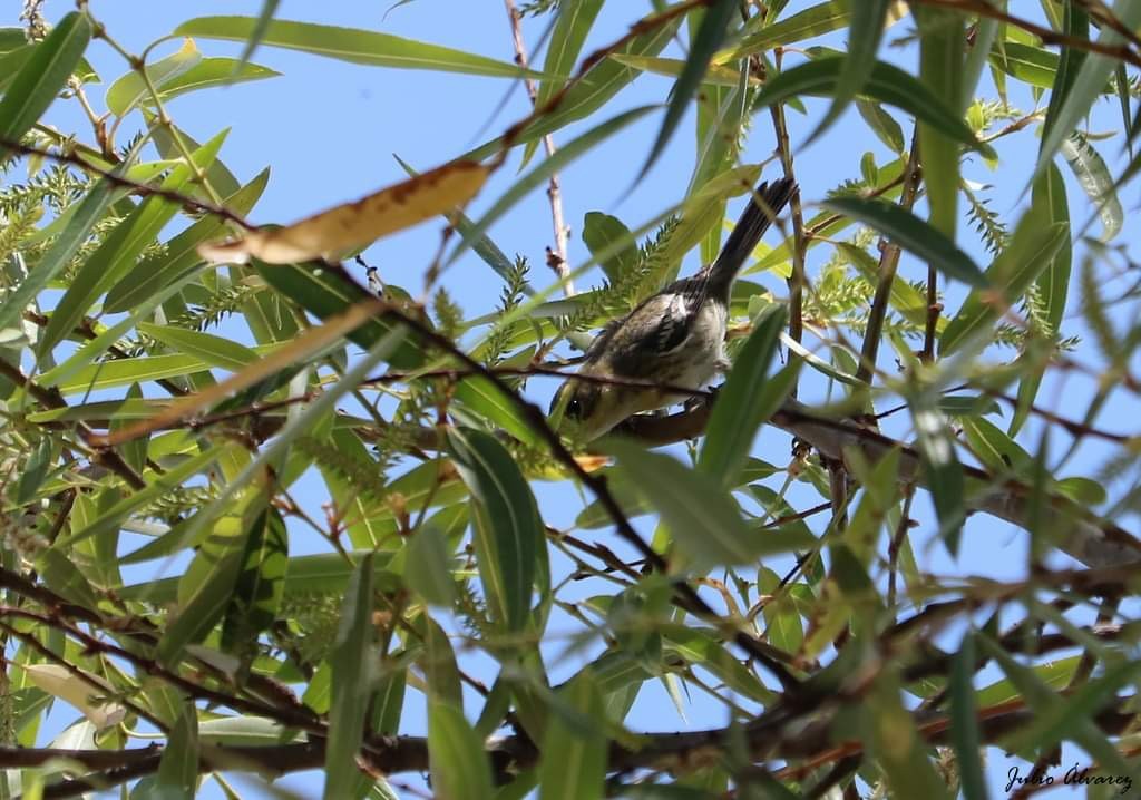 Reinita sp. (Setophaga sp.) - ML616019600