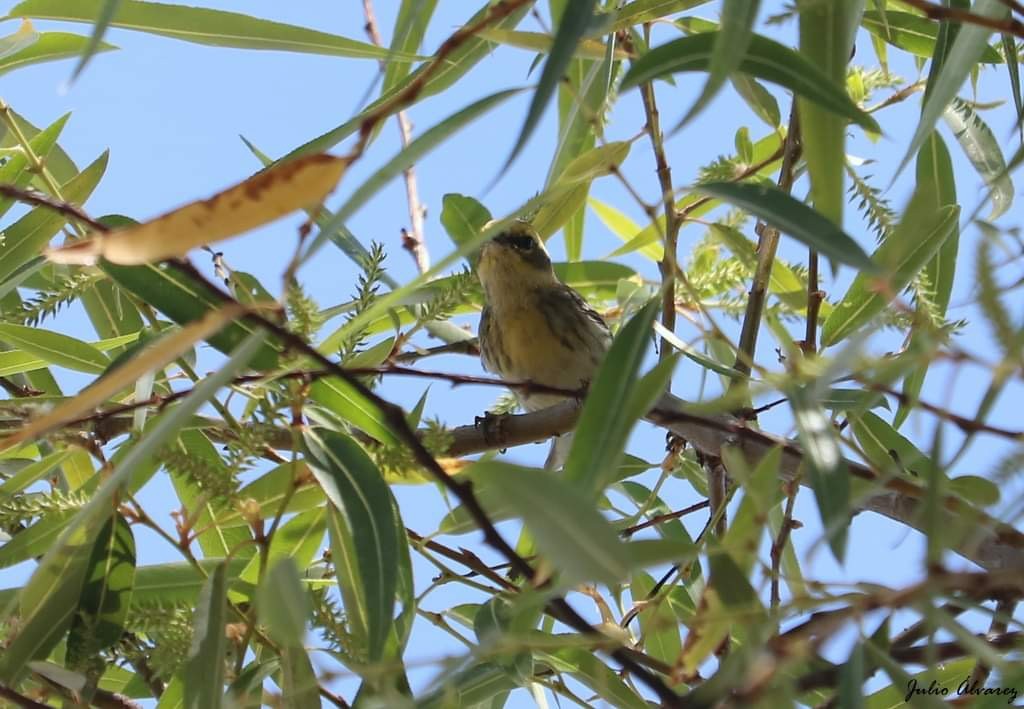 Reinita sp. (Setophaga sp.) - ML616019601