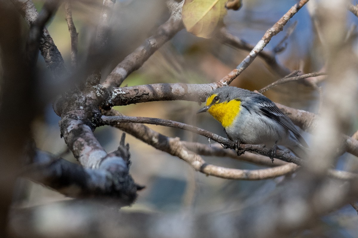 Grace's Warbler - ML616019603