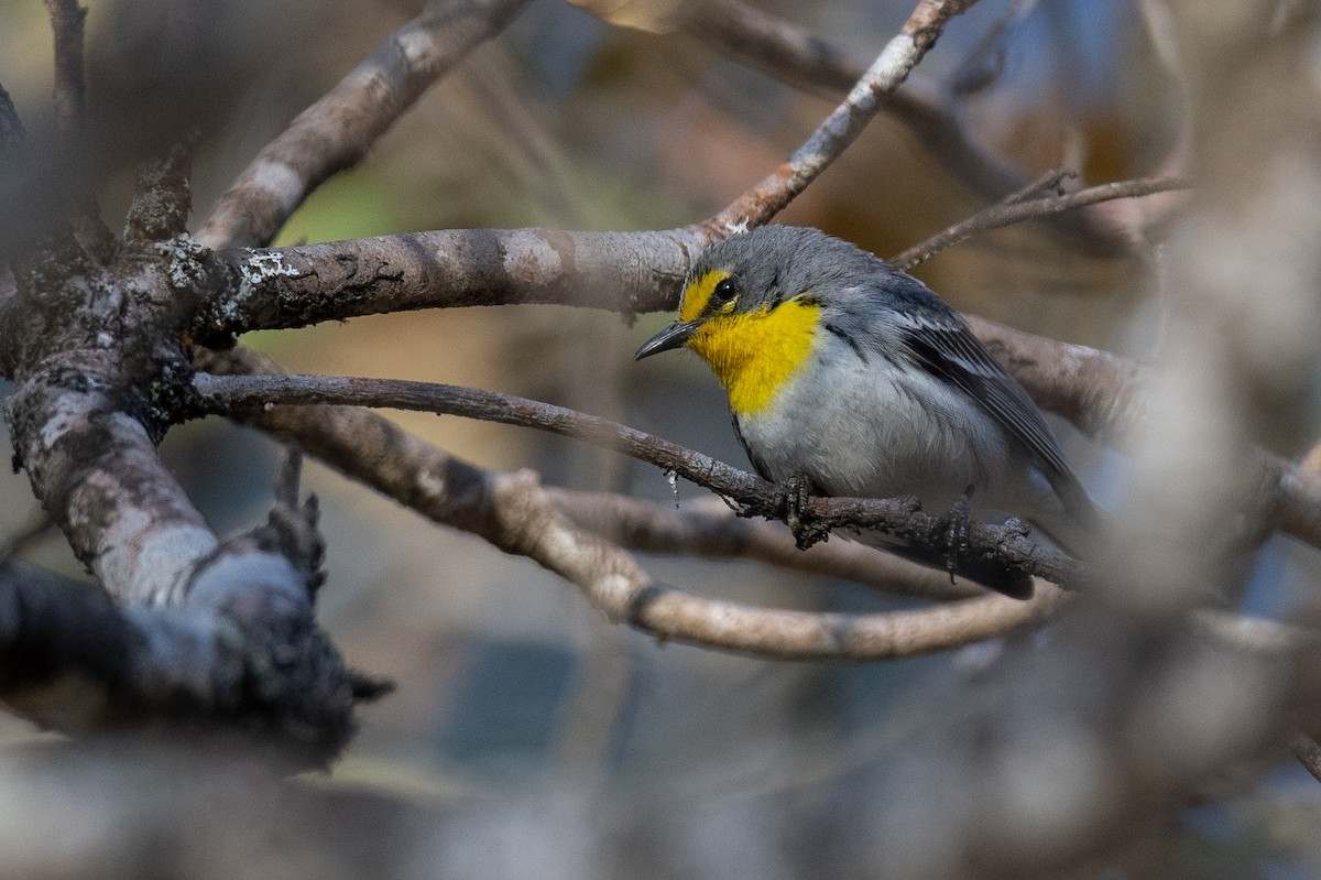 Grace's Warbler - ML616019628