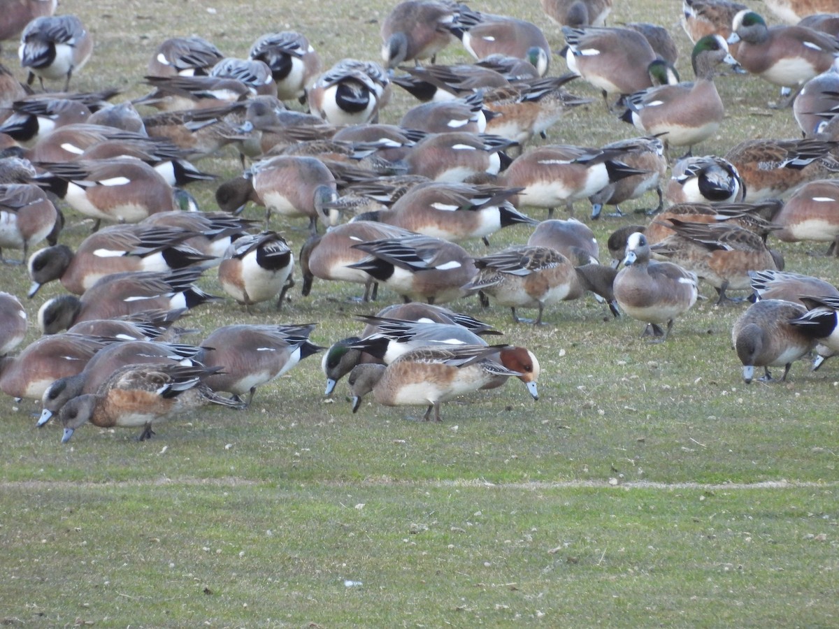 Eurasian Wigeon - ML616019663