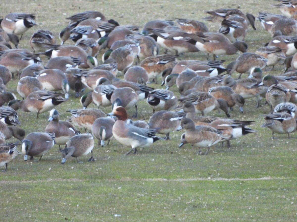 Eurasian Wigeon - ML616019664