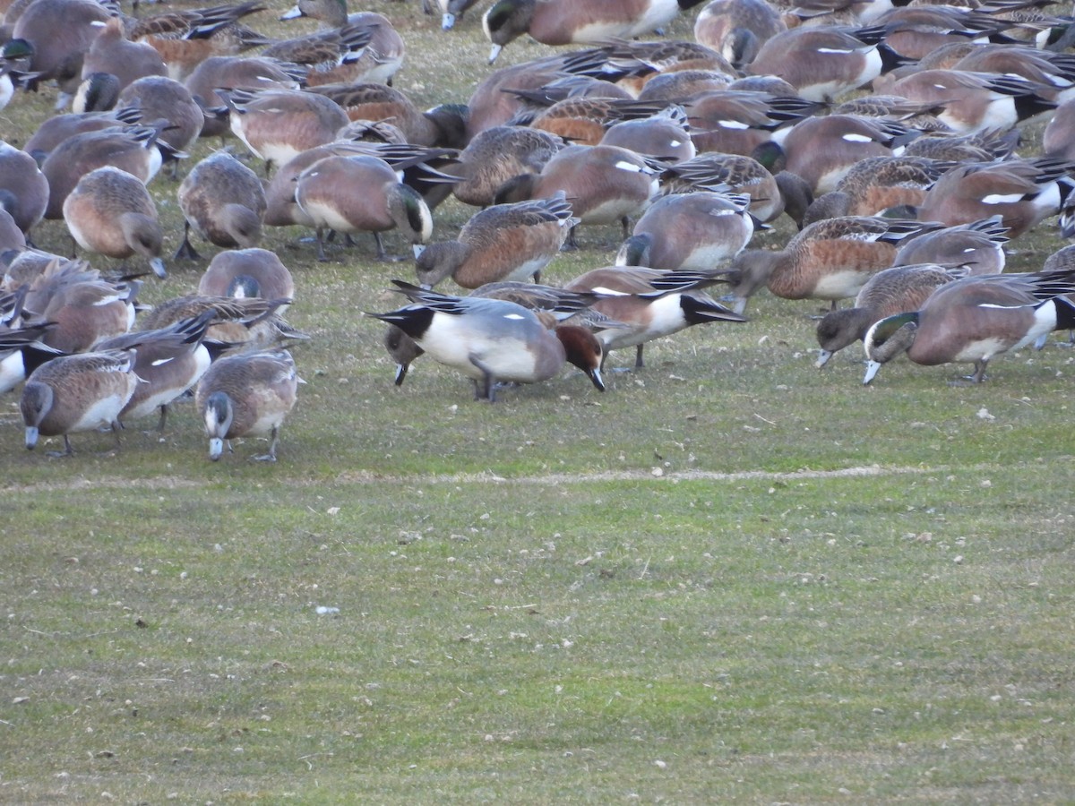 Eurasian Wigeon - ML616019665