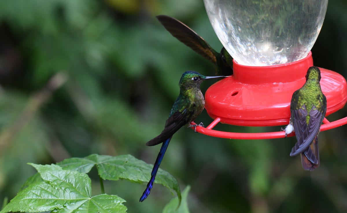 Violet-tailed Sylph - ML616019698