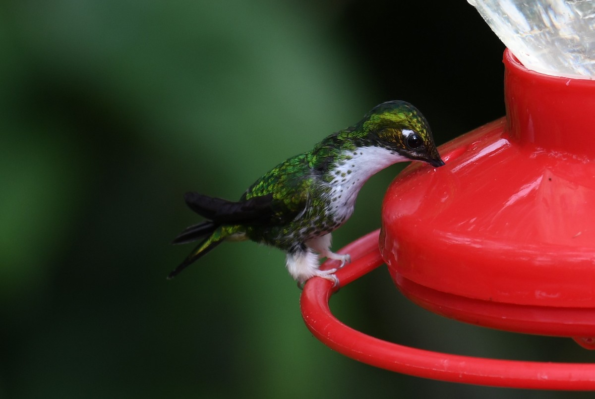 White-booted Racket-tail - ML616019706
