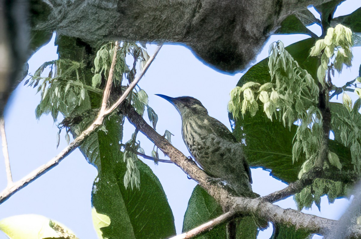 Spotted Honeyeater - ML616019710