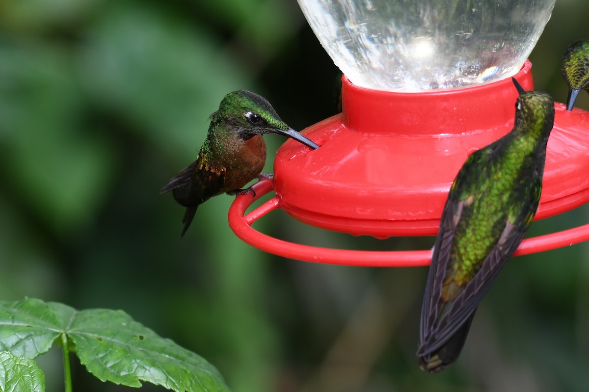 kolibřík hnědobřichý - ML616019712