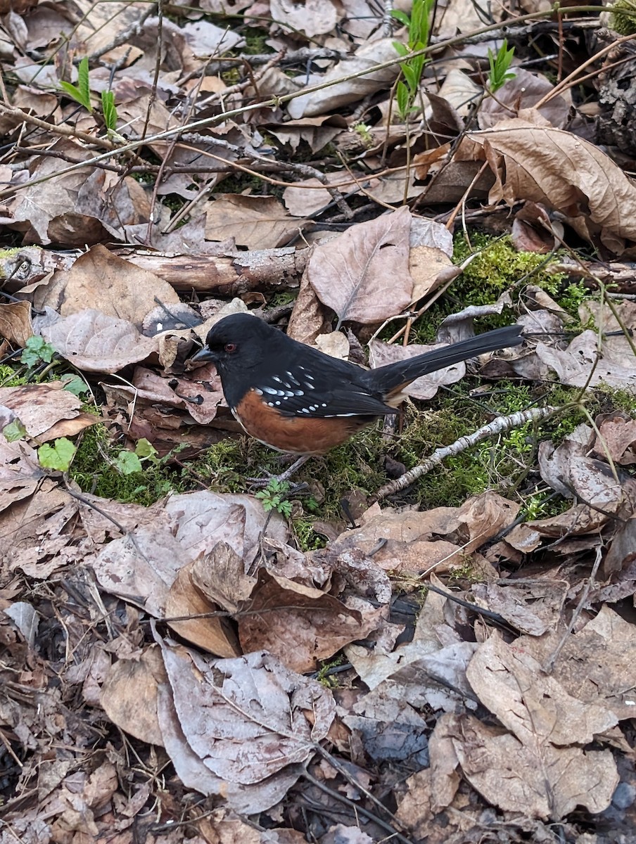 Spotted Towhee - ML616019730