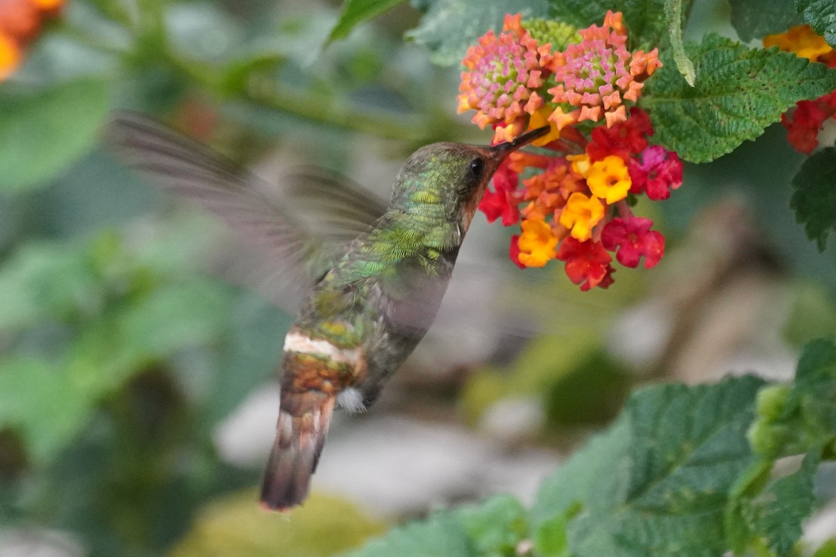 Frilled Coquette - Cameron Eckert