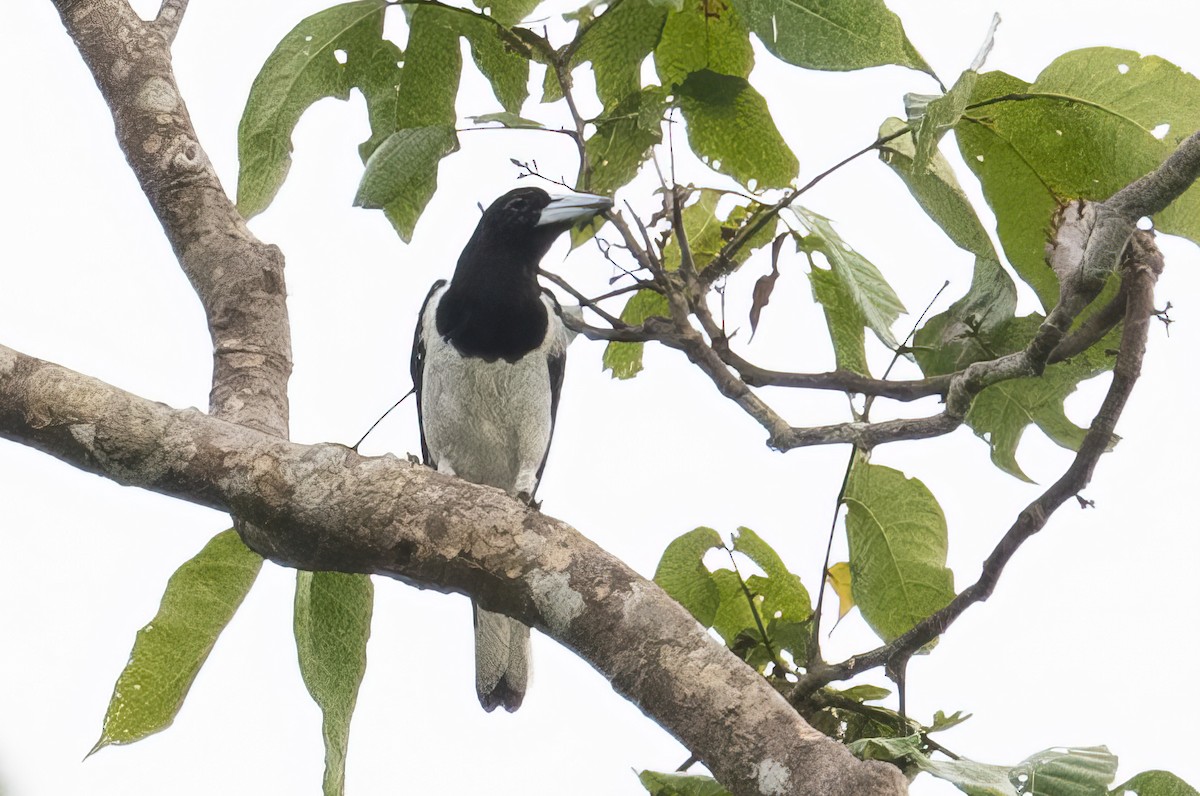 Hooded Butcherbird - emma geary