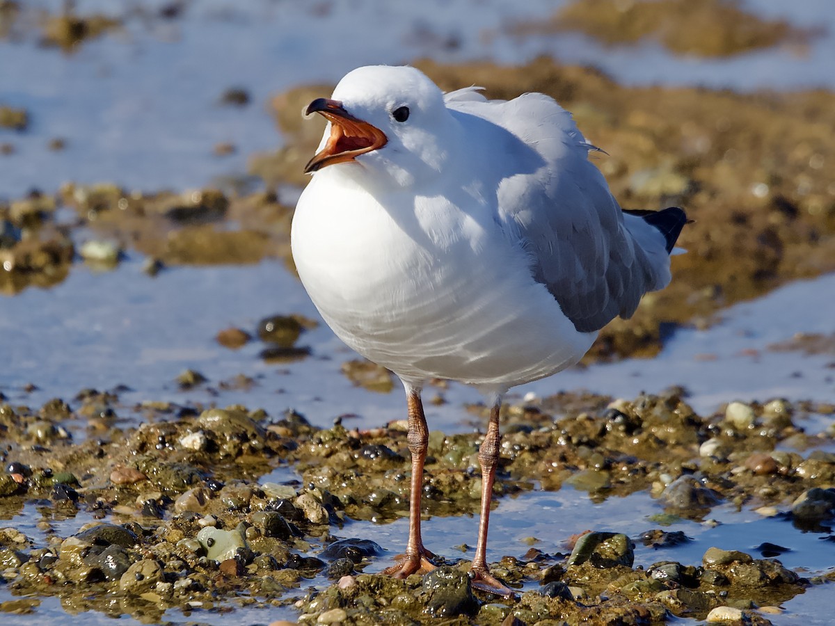 Silver Gull - ML616019825