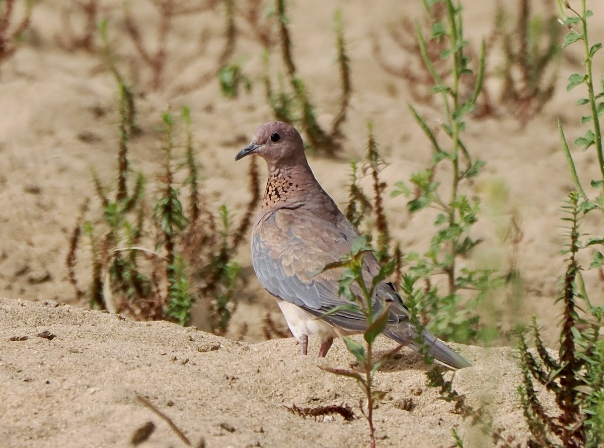 Laughing Dove - ML616019855