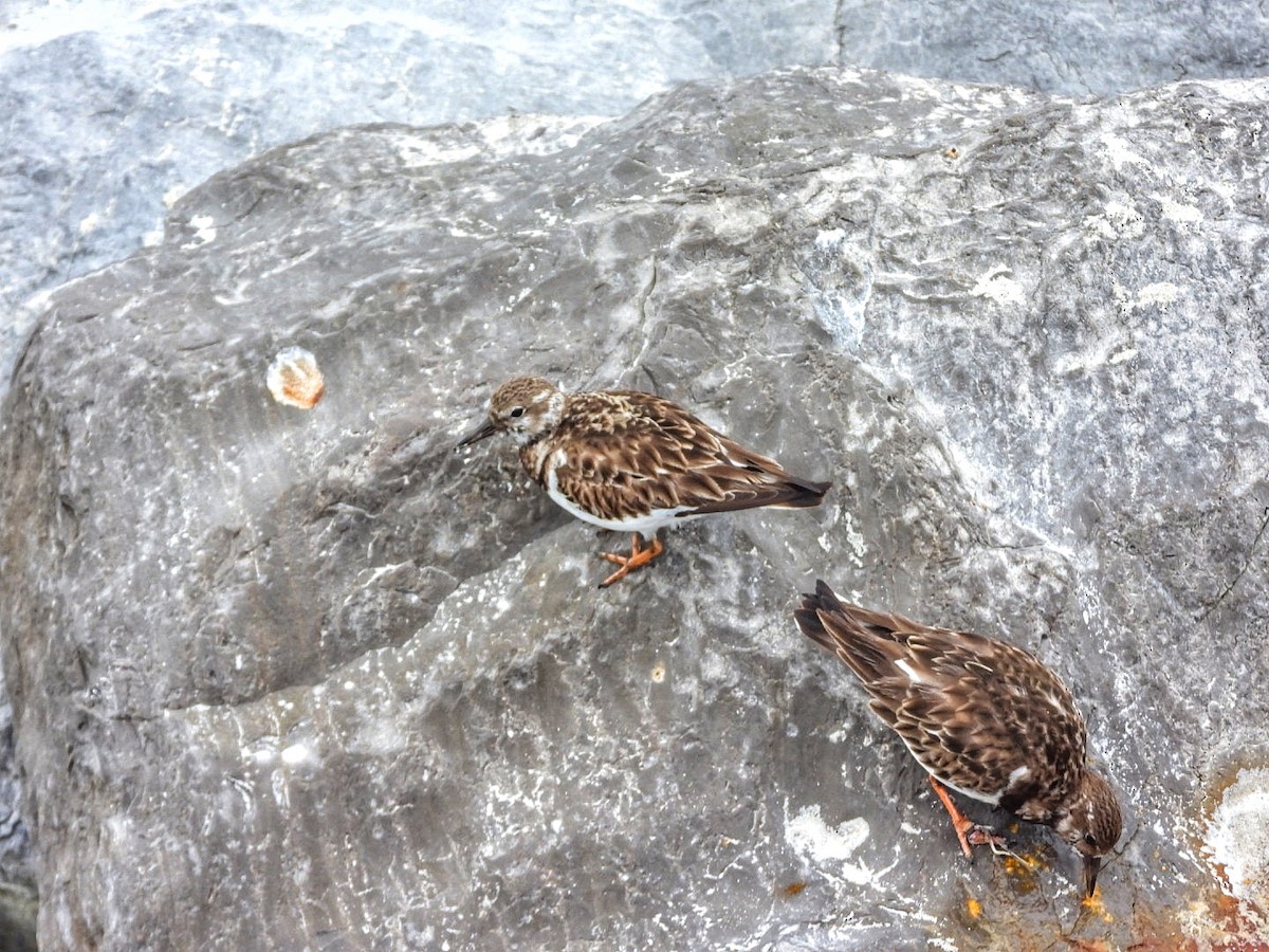 Ruddy Turnstone - ML616019858