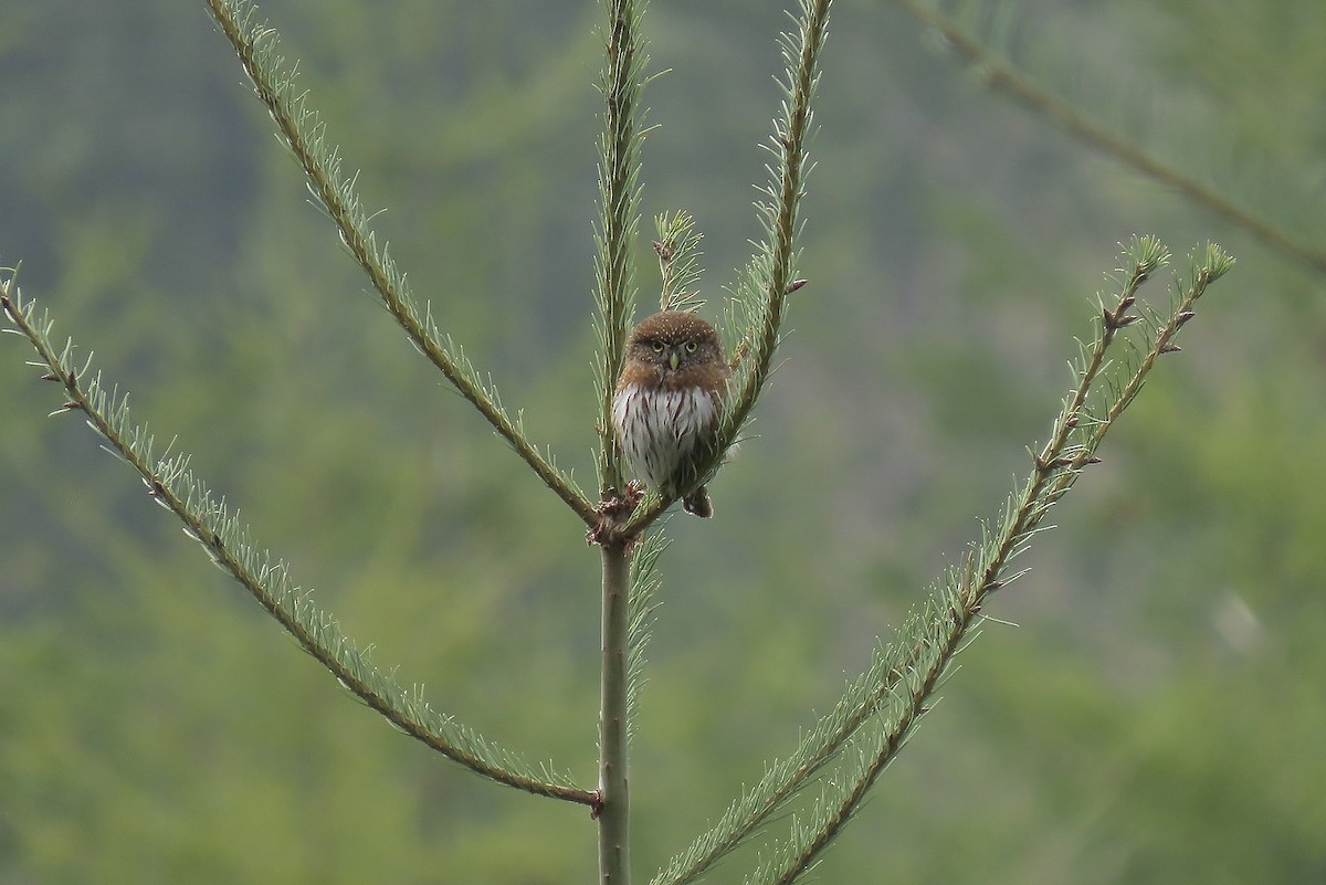 Northern Pygmy-Owl - ML616019890