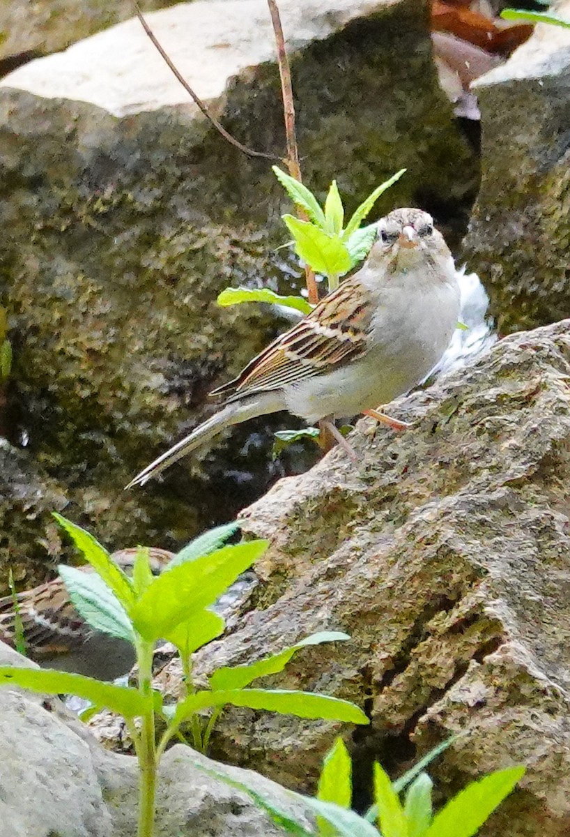 Chipping Sparrow - ML616019891