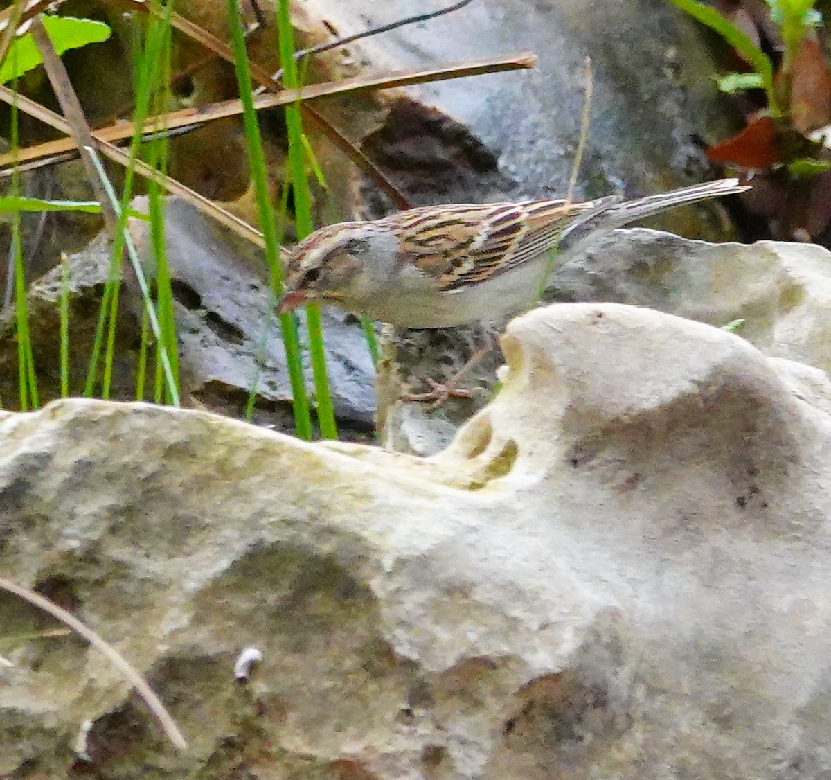 Chipping Sparrow - ML616019892