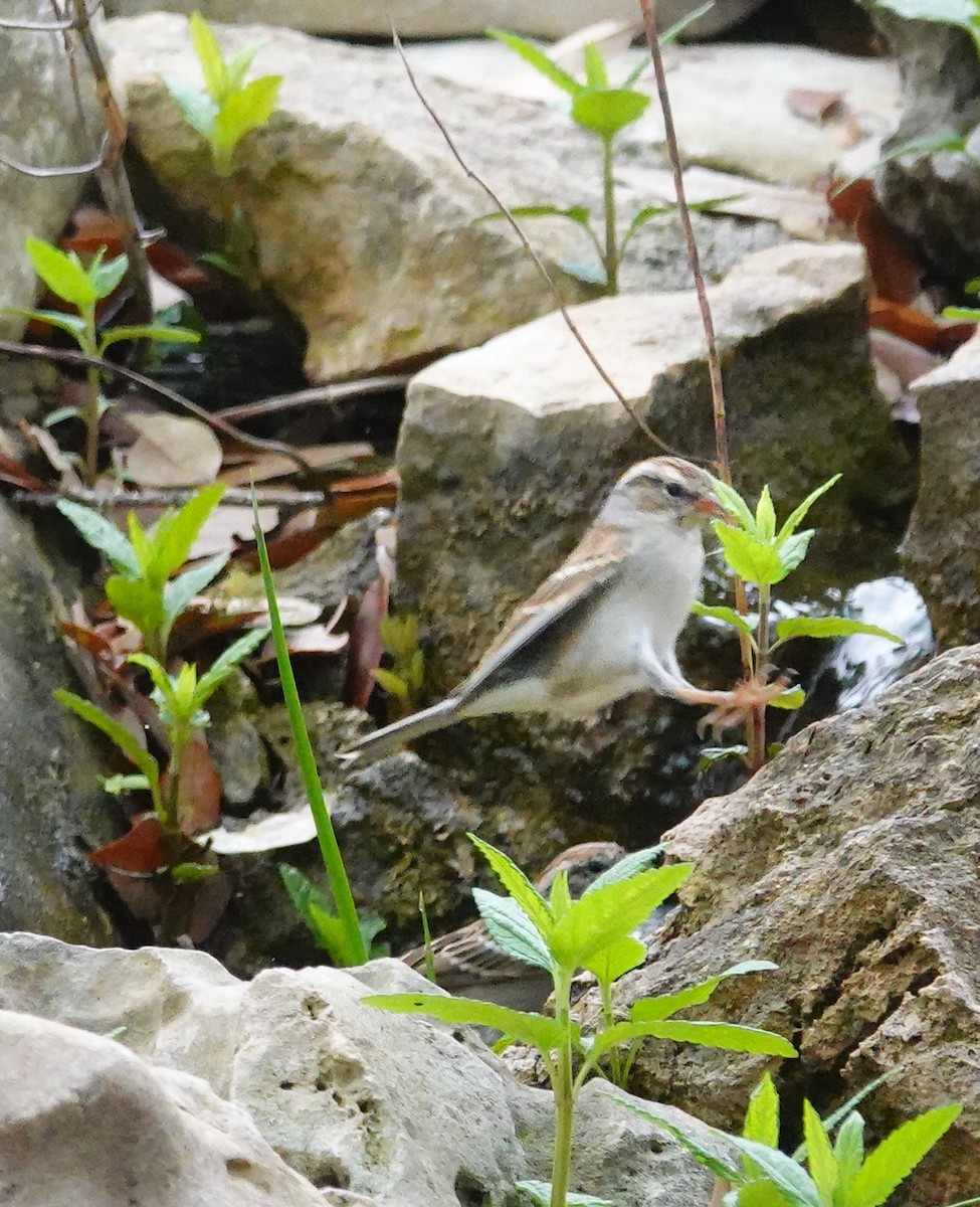 Chipping Sparrow - ML616019893