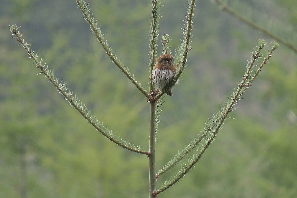 Northern Pygmy-Owl - ML616019898