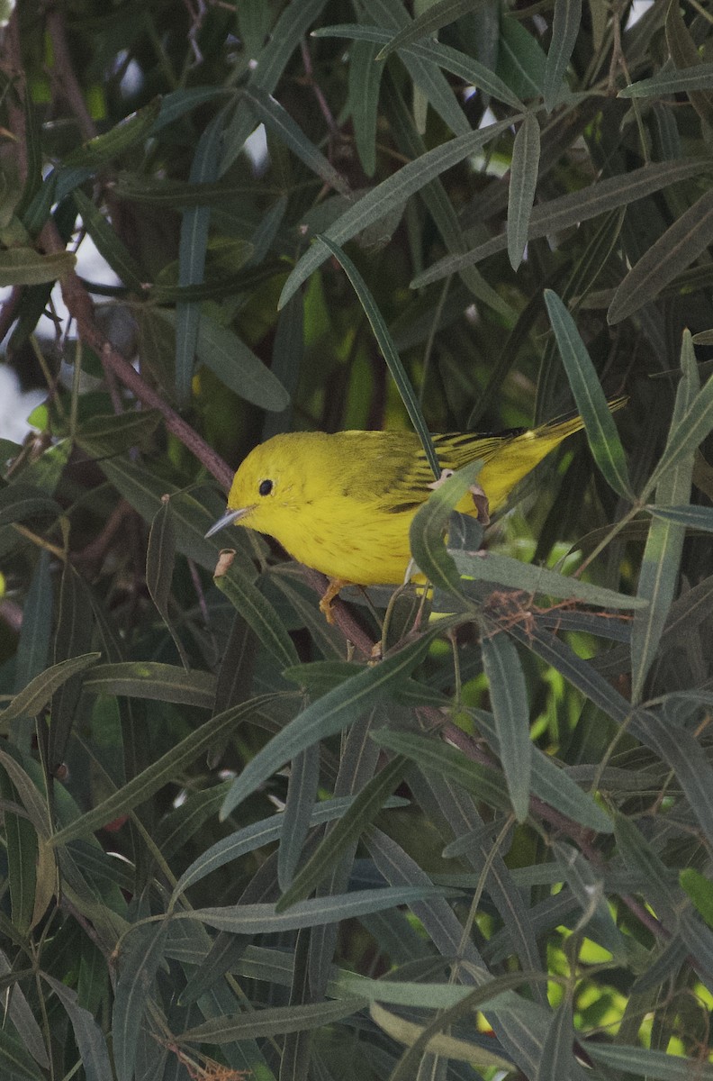 Yellow Warbler - Lynn Oldt