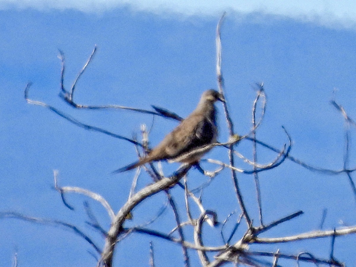 Mourning Dove - ML616019914