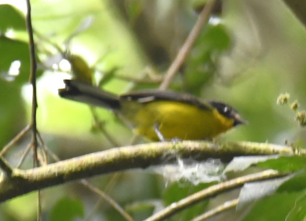 Yellow-crowned Redstart - Zachary Peterson