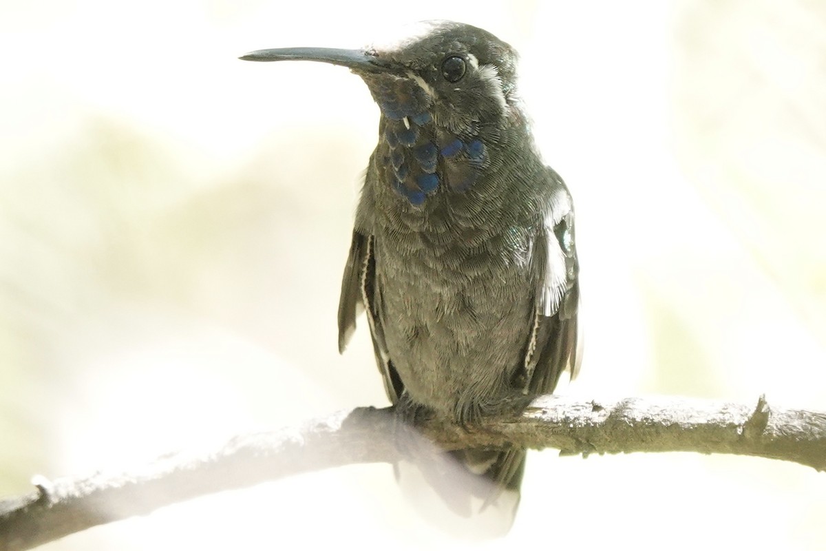 kolibřík blankytohrdlý - ML616019970