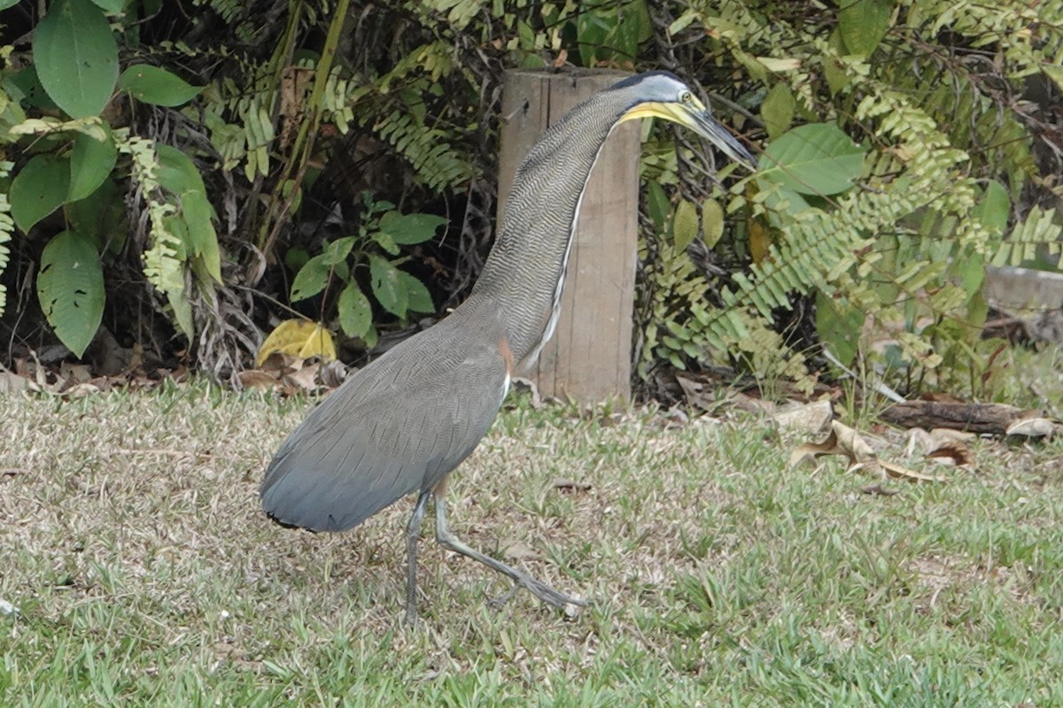 Bare-throated Tiger-Heron - ML616020008