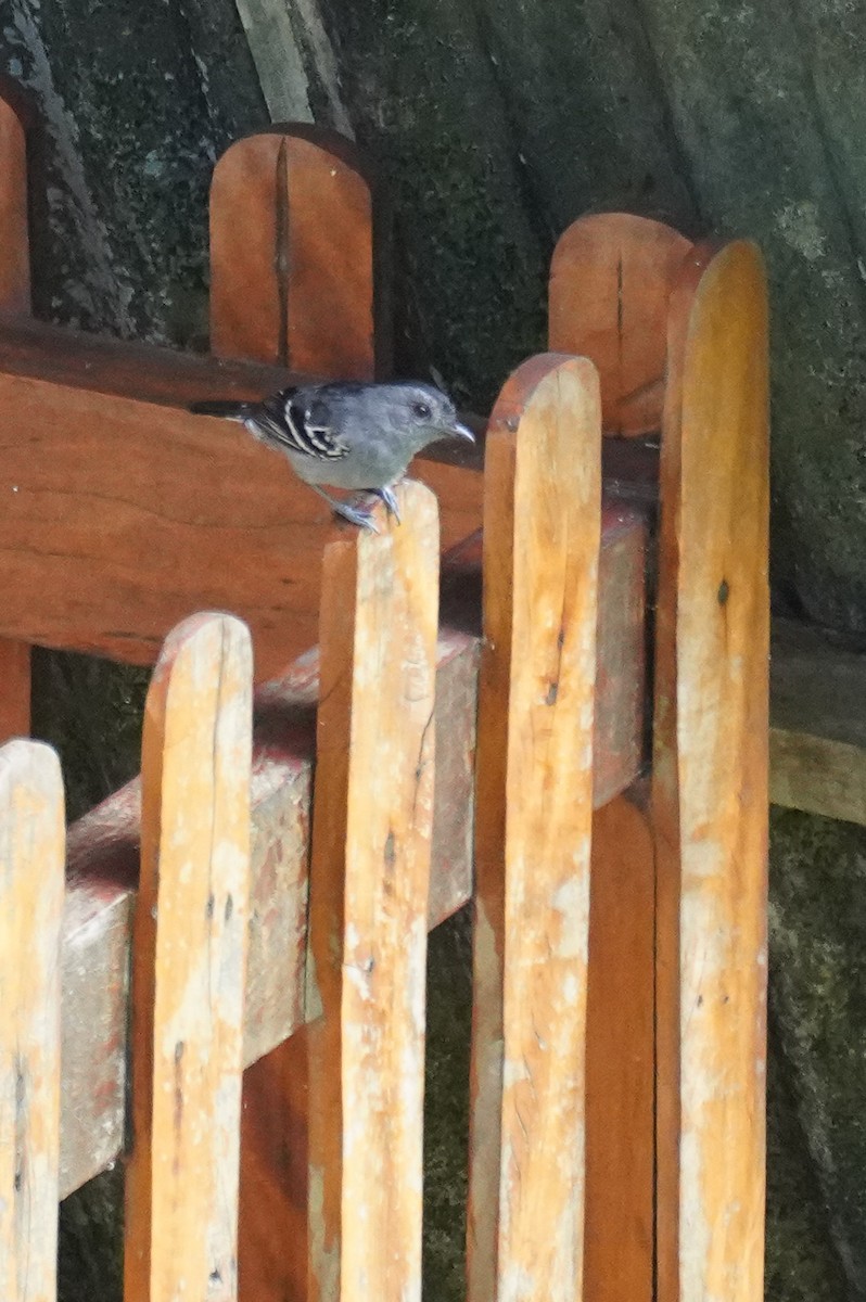 Variable Antshrike - ML616020026