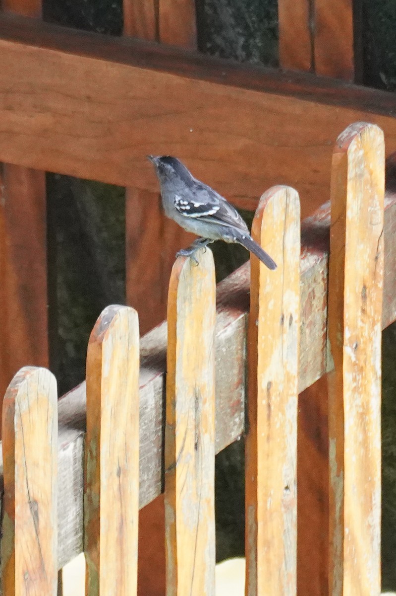 Variable Antshrike - ML616020027