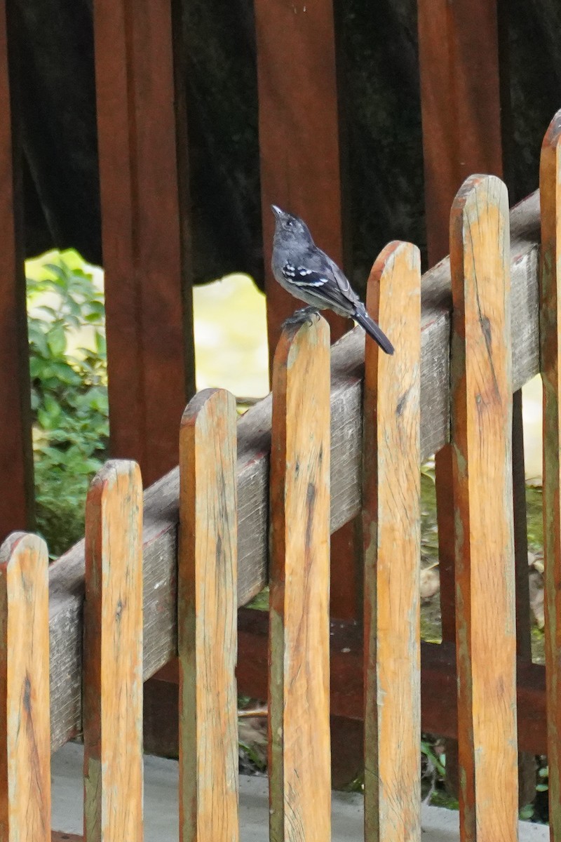 Variable Antshrike - ML616020029