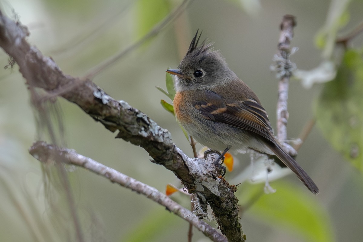 Belted Flycatcher - ML616020040