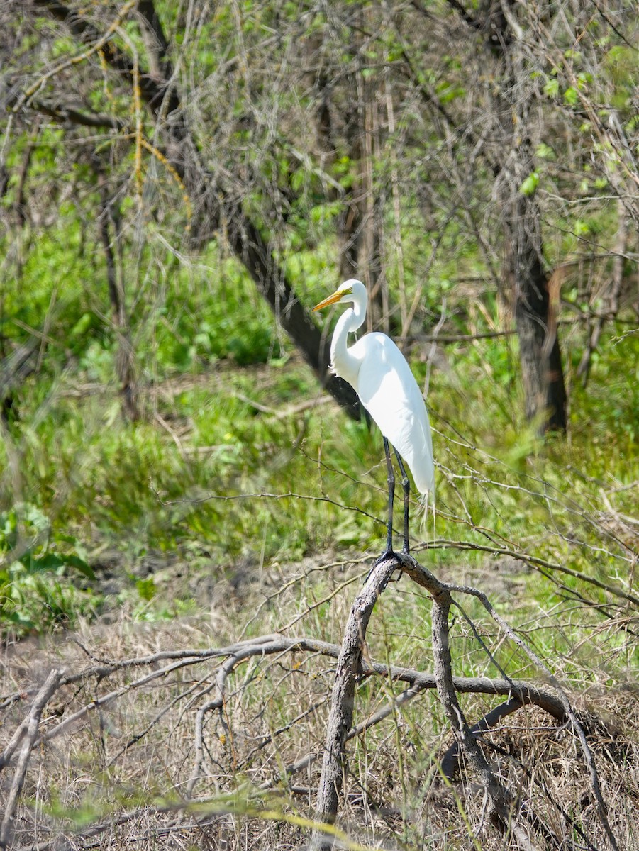 Great Egret - ML616020097