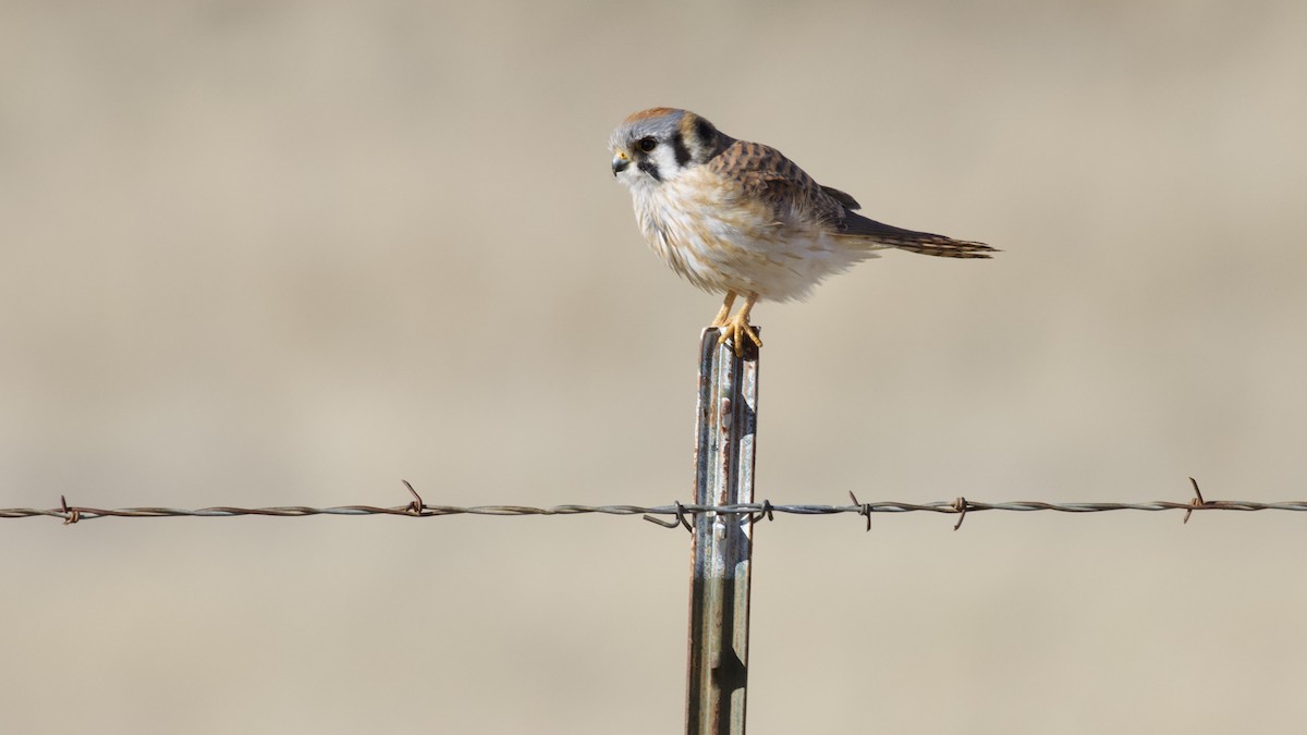 American Kestrel - ML616020138