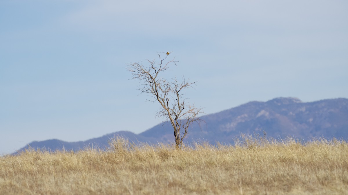 Chihuahuan Meadowlark - ML616020144