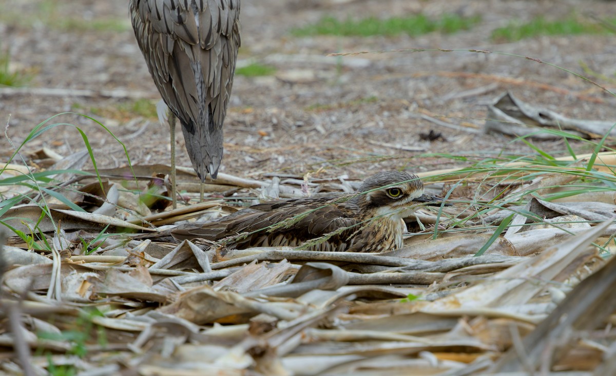 Bush Thick-knee - Lucy Coleman