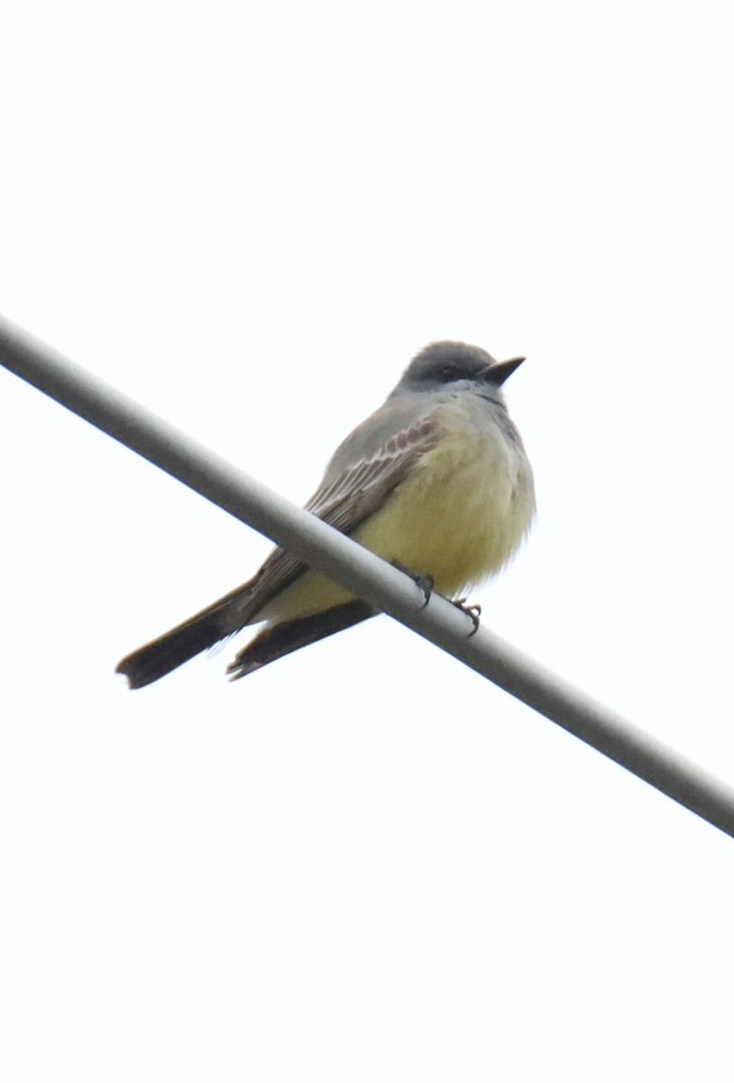 Cassin's Kingbird - ML616020159