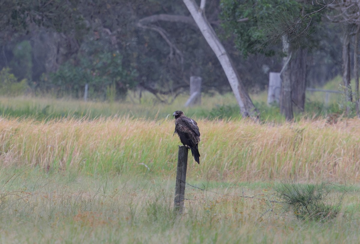 Wedge-tailed Eagle - Lucy Coleman