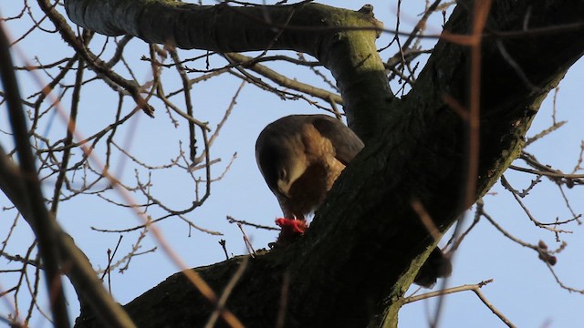 Cooper's Hawk - ML616020194