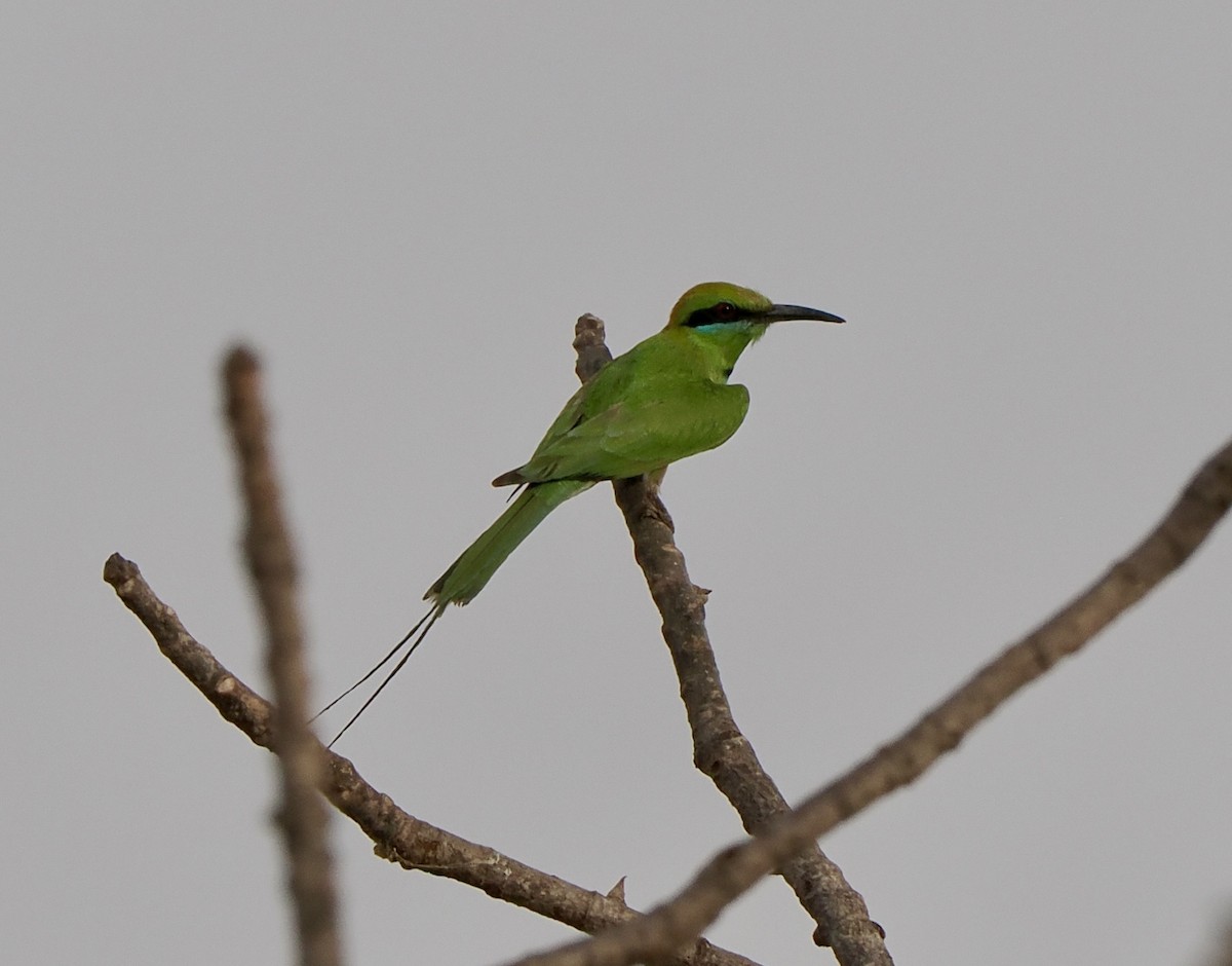 African Green Bee-eater - Annette Teng