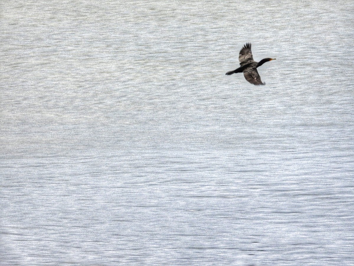 Double-crested Cormorant - ML616020262