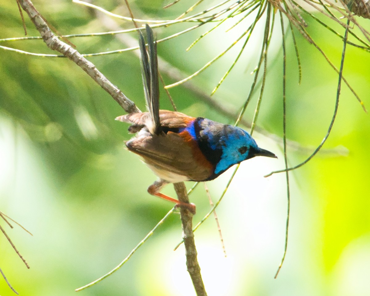 Variegated Fairywren - ML616020297