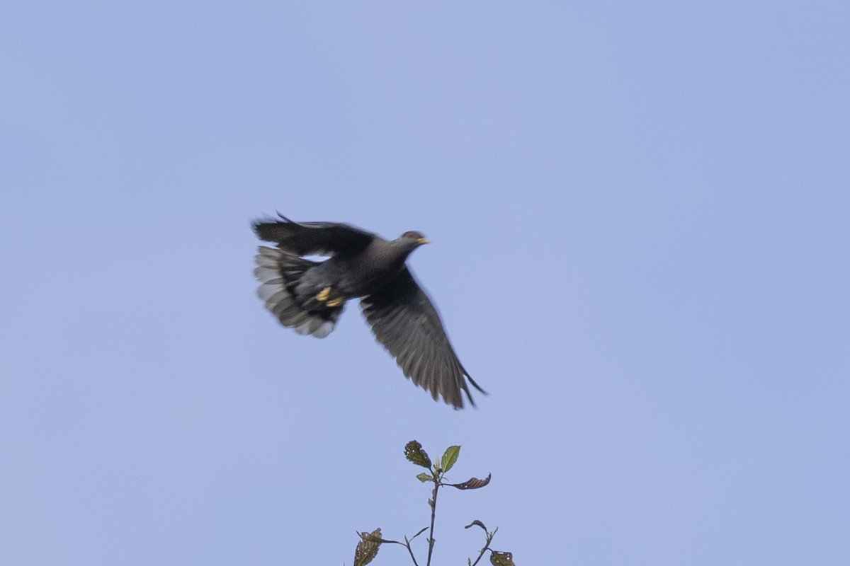 Band-tailed Pigeon - ML616020334