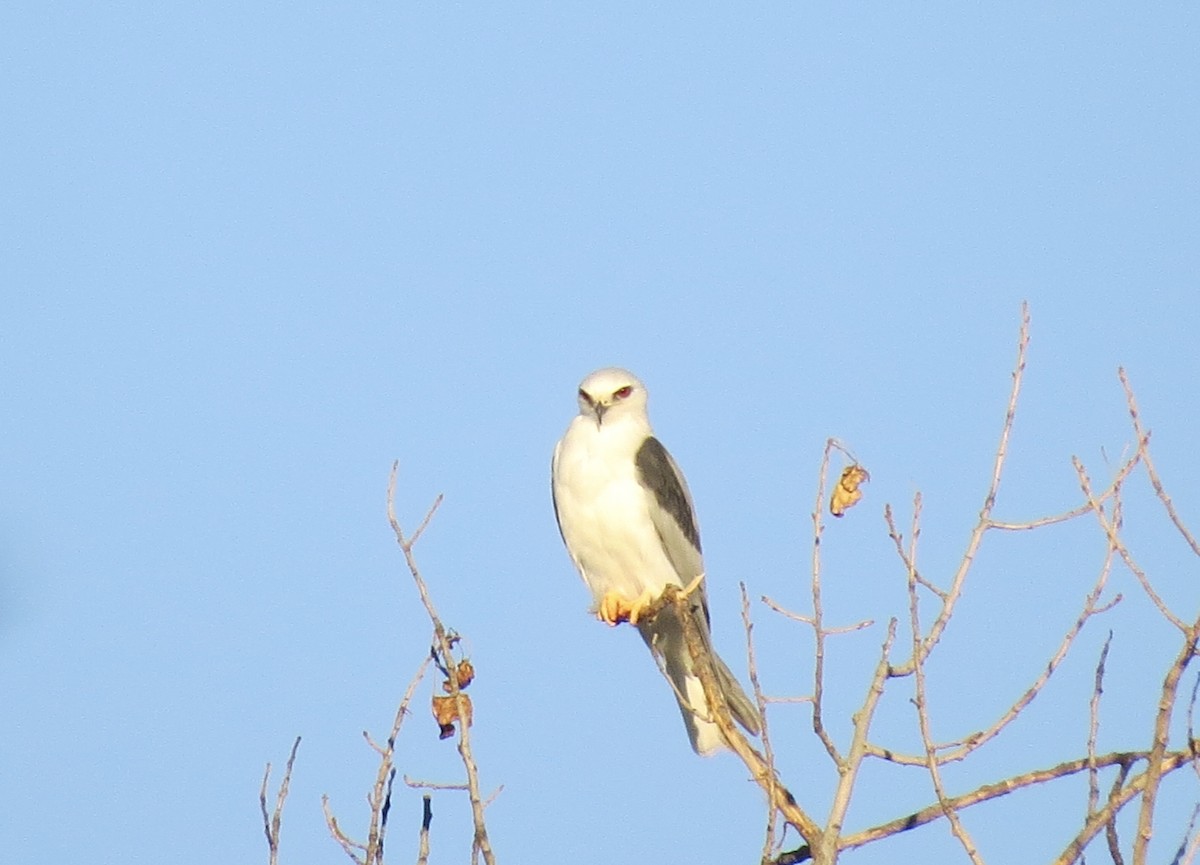 White-tailed Kite - ML616020446