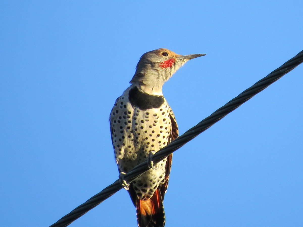 Northern Flicker (Red-shafted) - ML616020447