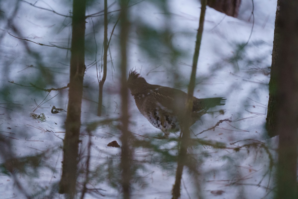 Ruffed Grouse - ML616020449